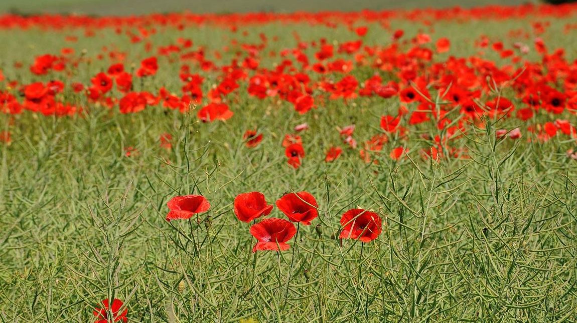 "Von Jahr zu Jahr säst du die Menschen aus; sie gleichen dem sprossenden Gras. Am Morgen grünt es und blüht, am Abend wird es geschnitten und welkt..." 